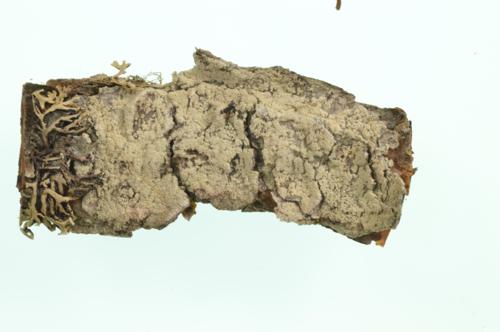 Dust Lichen